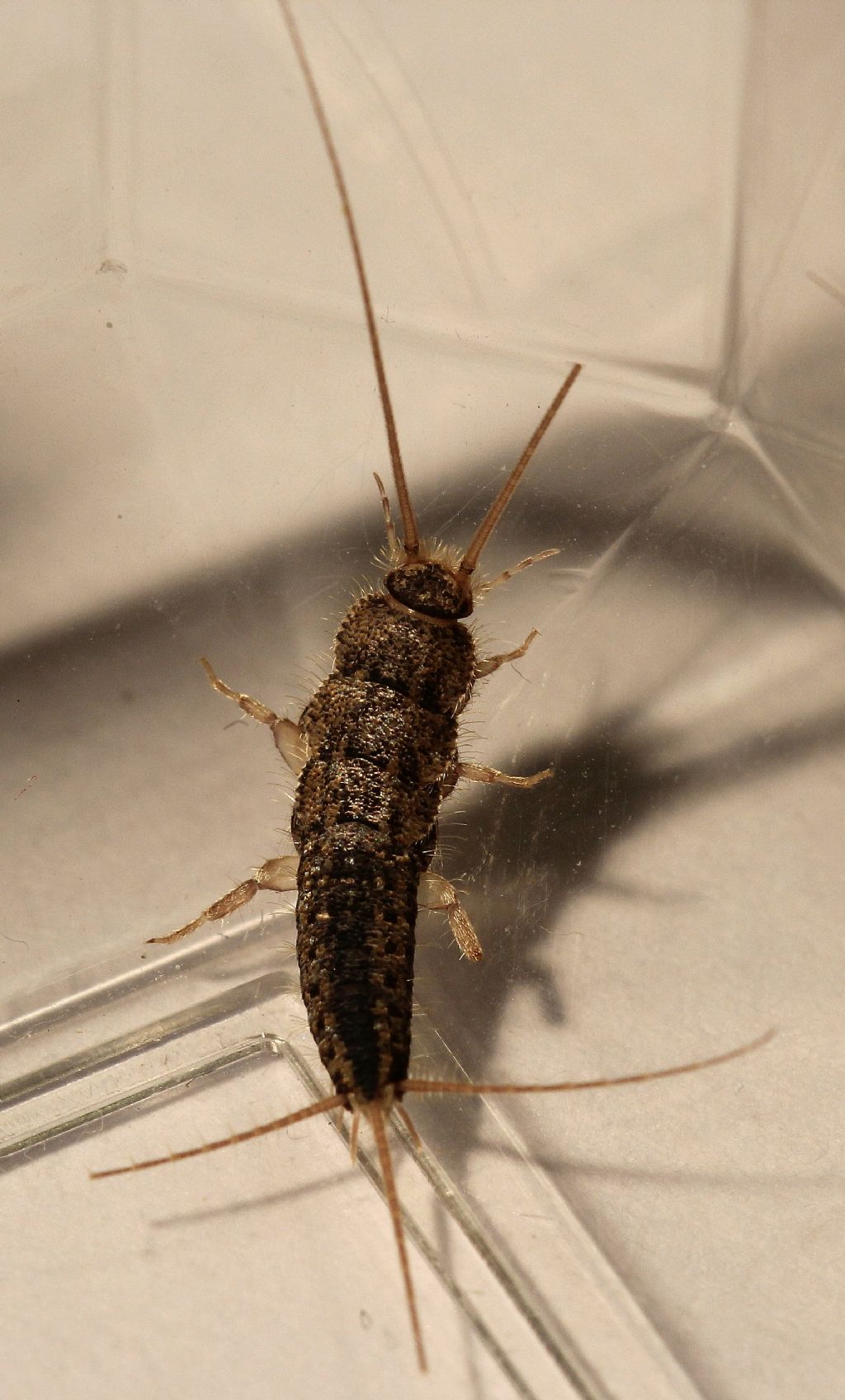 Insetto a casa!! (Lepismatidae)